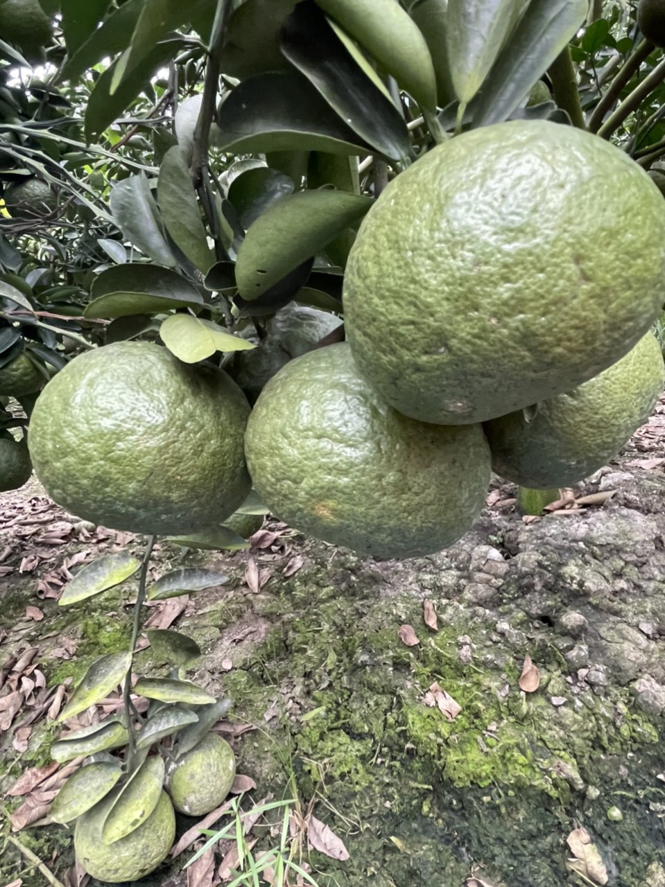 Cam Sành Trà Vinh đạt 3 sao OCOP - Ảnh 2