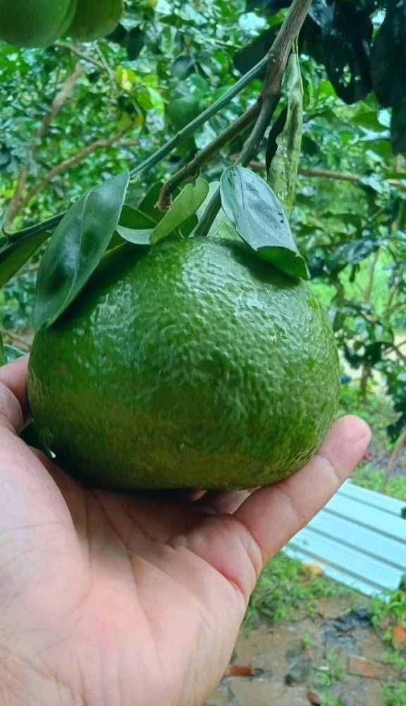 Cam Sành Trà Vinh đạt 3 sao OCOP - Ảnh 4