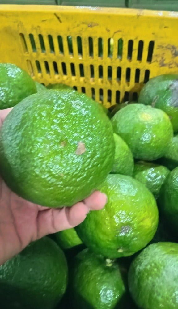 Cam Sành Trà Vinh đạt 3 sao OCOP - Ảnh 3