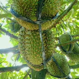 Sầu riêng của các hộ dân trong HTX Nông Nghiệp Thông Hòa