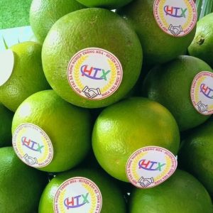 Cam trồng của các hộ dân Htx Nông Nghiệp Thông Hòa