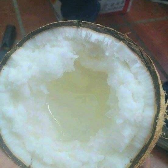 Dừa sáp Cầu kè Htx Nông Nghiệp Thông Hòa