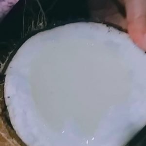 Dừa sáp Cầu kè Htx Nông Nghiệp Thông Hòa