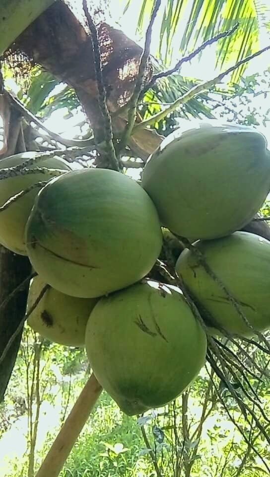 Đặc Sản Dừa Sáp Cầu Kè - Ảnh 9