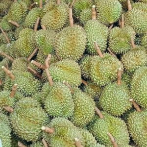 Sầu riêng của các hộ dân trong HTX Nông Nghiệp Thông Hòa