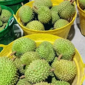 Sầu riêng bán sỉ HTX Nông Nghiệp Thông Hòa