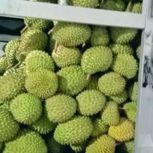 Vận chuyển Sầu riêng HTX Nông Nghiệp Thông Hòa