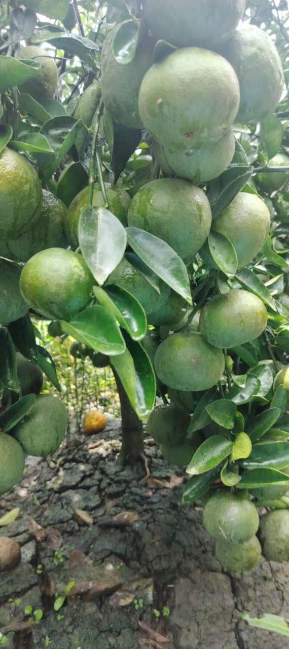 Cam Sành Trà Vinh đạt 3 sao OCOP - Ảnh 14