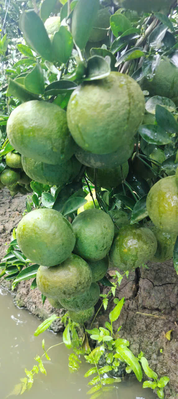 Cam Sành Trà Vinh đạt 3 sao OCOP - Ảnh 15