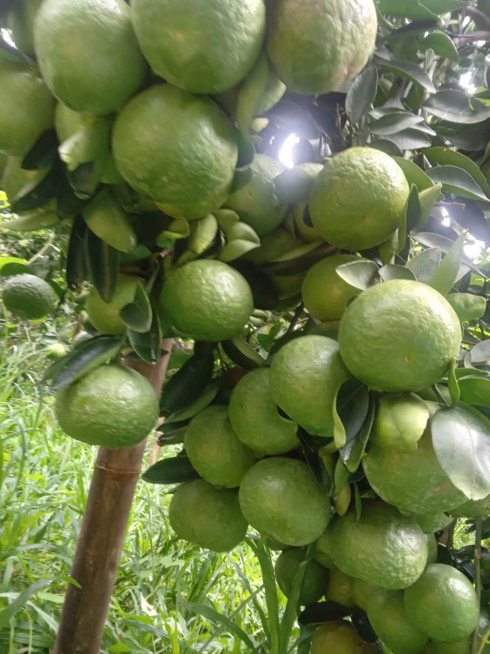 Cam Sành Trà Vinh đạt 3 sao OCOP - Ảnh 21