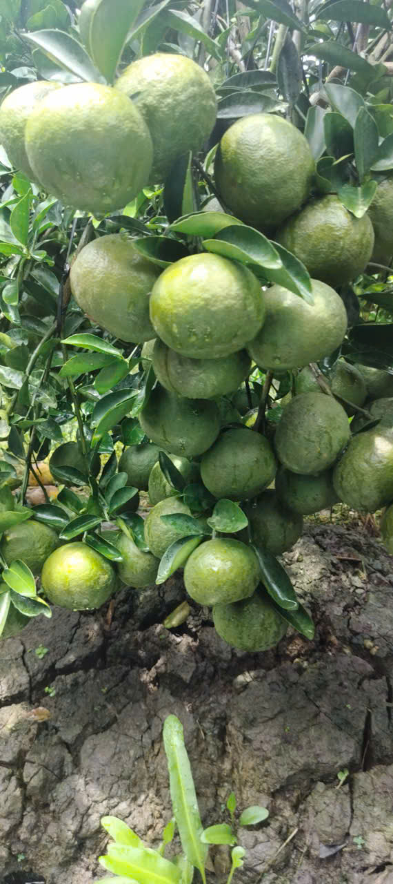 Cam Sành Trà Vinh đạt 3 sao OCOP